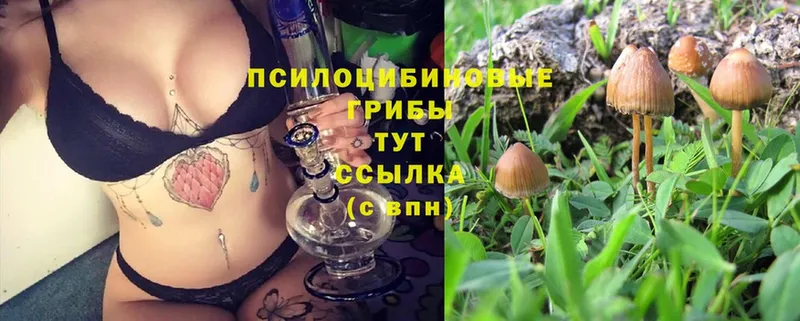 Псилоцибиновые грибы Psilocybe  наркота  Ялуторовск 